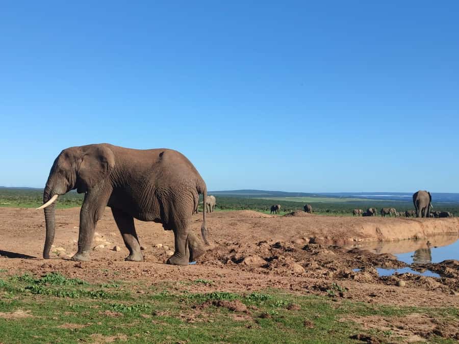 Addo Elephant Park Tours. Full Day - Price and value: what $186 really covers in a full-day safari