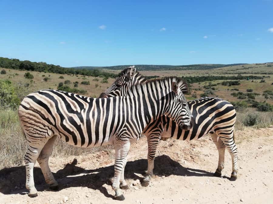 Addo Elephant Park Tours. Full Day - Who this tour suits best, and who should reconsider