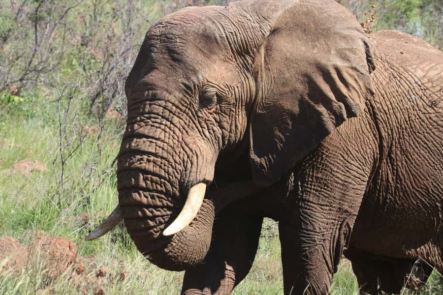 Addo Elephant Park Tours. Full Day - Pickup from Port Elizabeth or Addo, and how that shapes your day