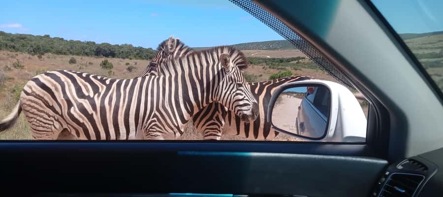 Addo: Game Drive in Addo Elephant National Park Private - Key points before you go