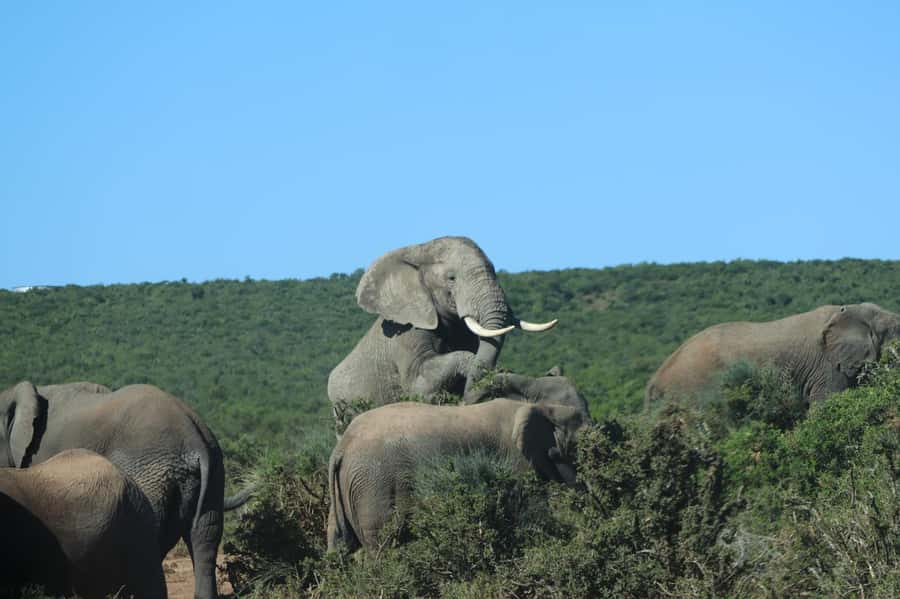 Addo: Game Drive in Addo Elephant National Park Private - Big Five expectations in Addo, and how to stay happy if elephants are the main show