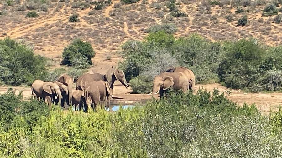 Addo: Game Drive in Addo Elephant National Park Private - Midday lunch and BBQ stop: what makes the pacing feel worth it