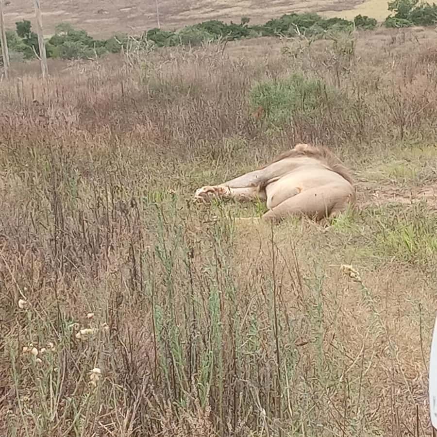 Addo: Game Drive in Addo Elephant National Park Private - Who should book this private Addo drive, and who should skip it