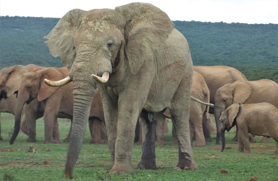 Addo National Park: Full-Day Safari Tour - Key highlights that make this Addo day worth it