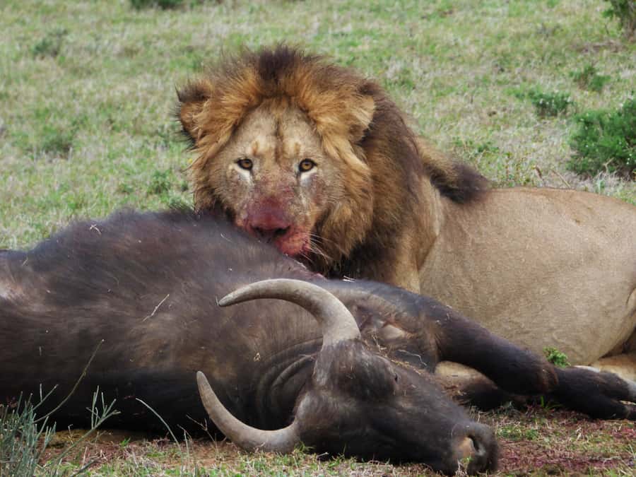 Addo National Park: Full-Day Safari Tour - Addo Elephant National Park in one day, North and South plus the Colchester expansion