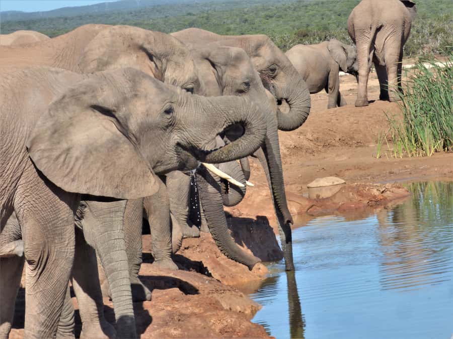 Addo National Park: Full-Day Safari Tour - The safari rhythm: how guides cover ground without turning it into a race