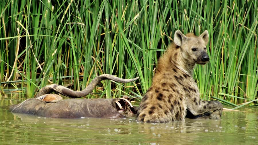 Addo National Park: Full-Day Safari Tour - Small-group value: limited to 9, with space in the vehicle