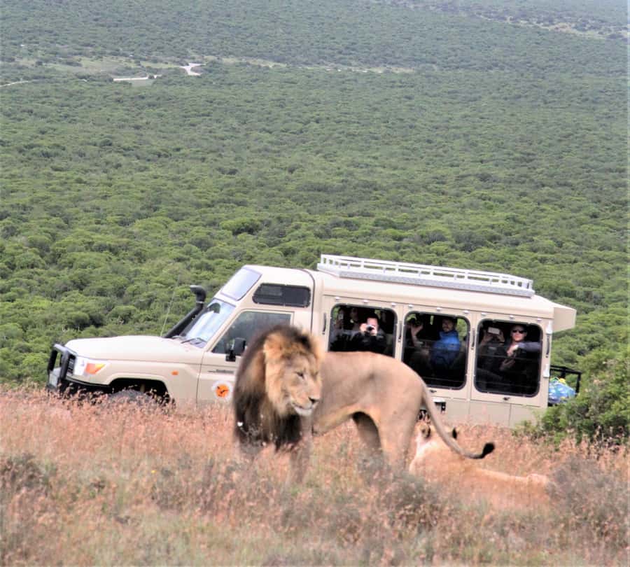 Addo National Park: Full-Day Safari Tour - Meeting on time and settling into a closed Toyota Land Cruiser