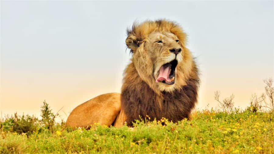Addo National Park: Guided Half-Day Safari - Key Highlights You’ll Actually Care About