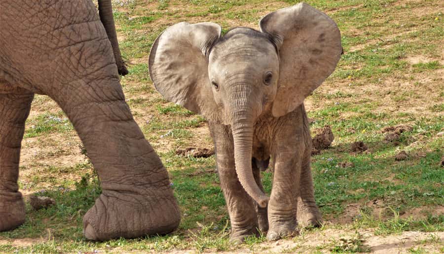 Addo National Park: Guided Half-Day Safari - Addo Half-Day Safari, 4 Hours That Feel Like a Lot