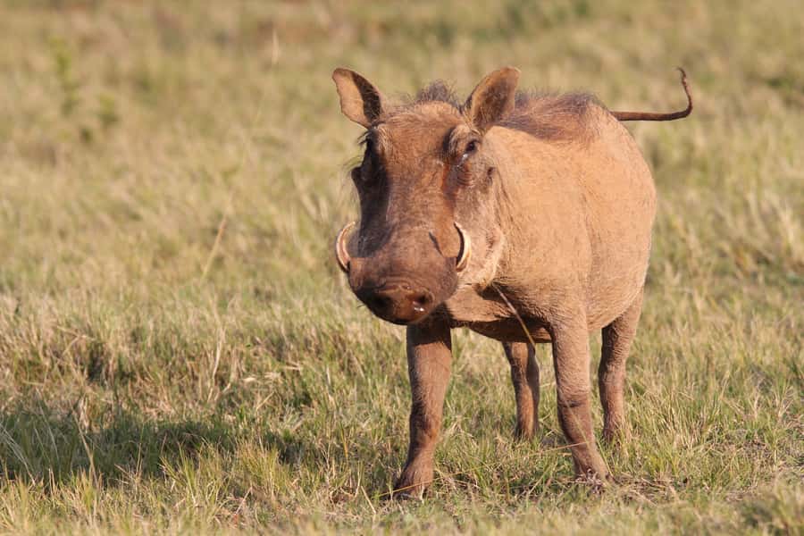 Addo National Park: Guided Half-Day Safari - Northern Main Camp Routes and What “Big 5 Area” Means in Practice