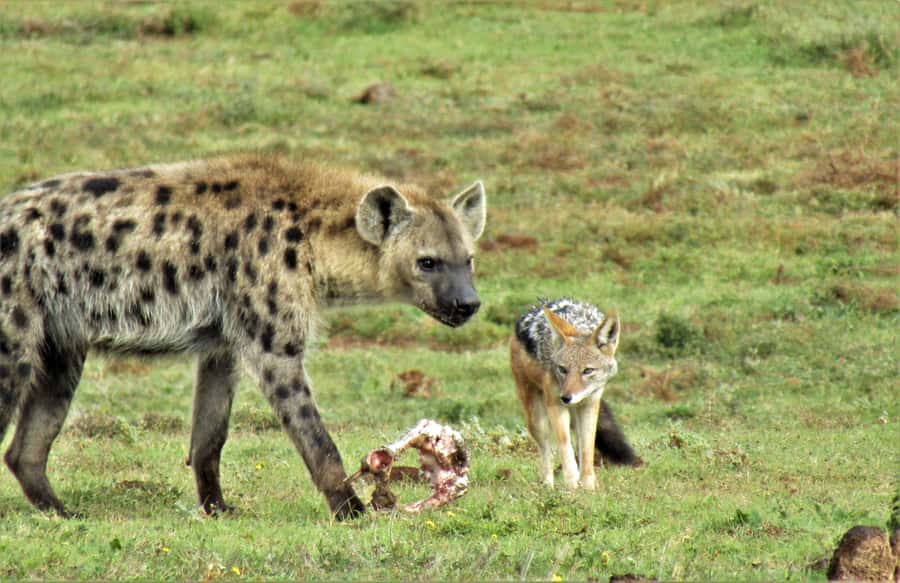 Addo National Park: Guided Half-Day Safari - Why the Guide Makes or Breaks the Day