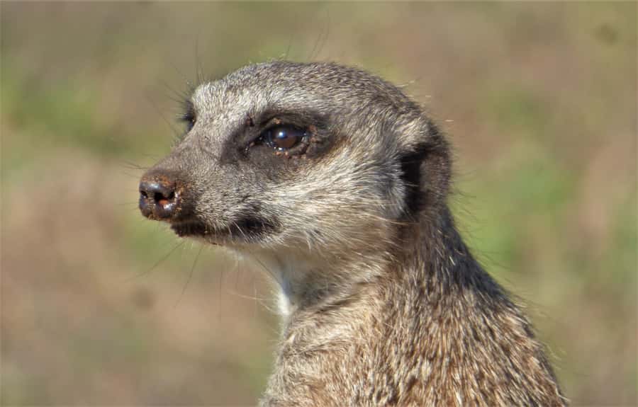 Addo National Park: Guided Half-Day Safari - Snacks, Drinks, and the Small Comforts That Keep You Focused