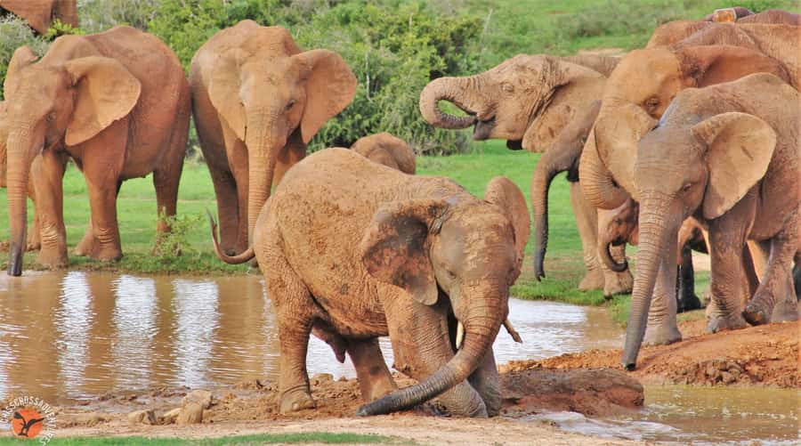Addo National Park: Guided Half-Day Safari - Rules You Need to Know Before You Get In the Vehicle