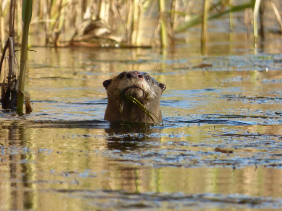 Addo River Safari - Guided Tour via Canoe - Price and value: what $49 buys you in real terms