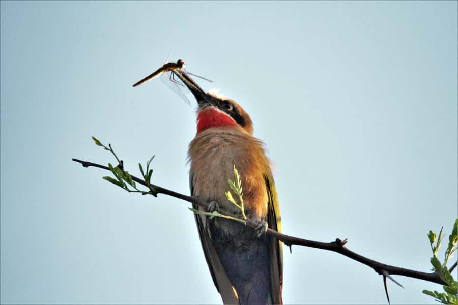 Addo River Safari - Guided Tour via Canoe - Who should book this canoe tour in the Addo area