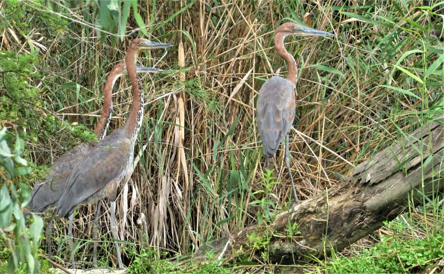 Addo River Safari - Guided Tour via Canoe - Should you book the Addo River Safari guided canoe tour?