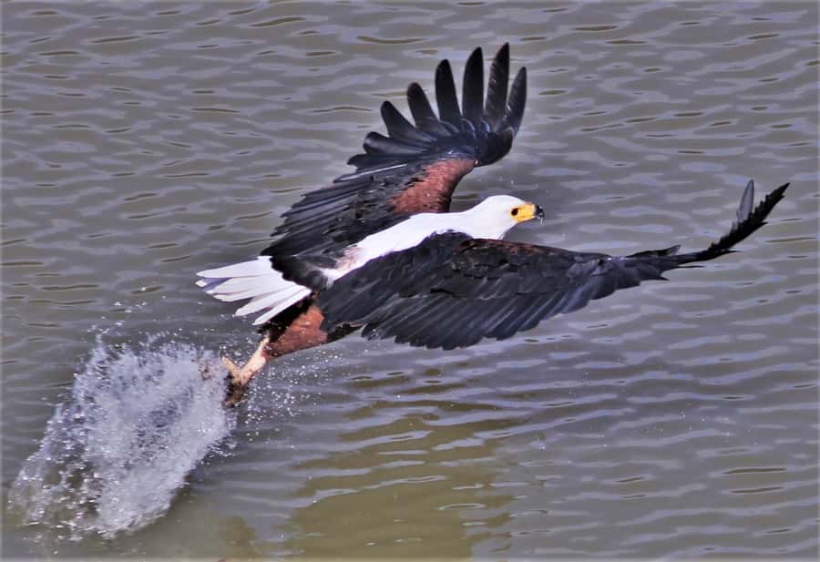 Addo River Safari - Guided Tour via Canoe - Birding highlights: kingfishers, waterbirds, and fish eagle chances