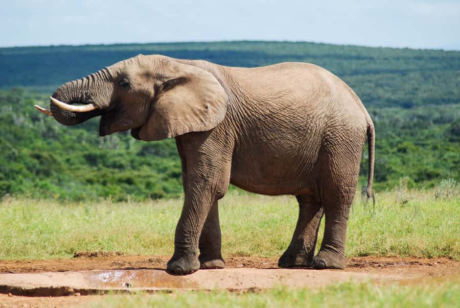 Addo Safari Full Day Tour - Key Points Worth Booking For