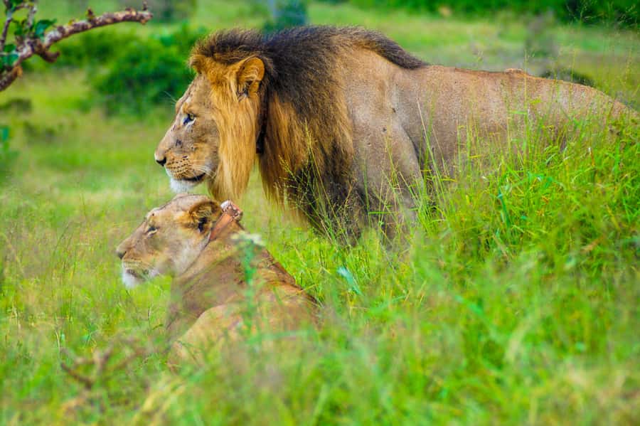 Addo Safari Full Day Tour - Addo, the Big 7 factor, and why this park is special
