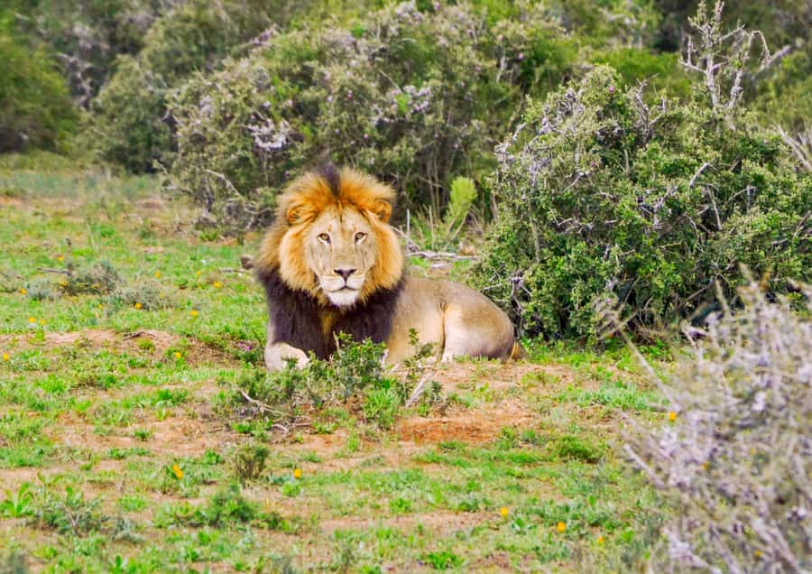 Addo Safari Full Day Tour - The safari vehicle comfort: closed sides, air-conditioning, and real viewing