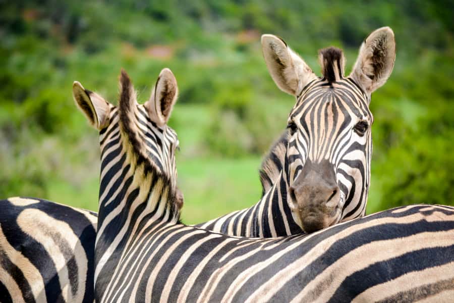Addo Safari Full Day Tour - Big 5 focus in a place where nothing stays still