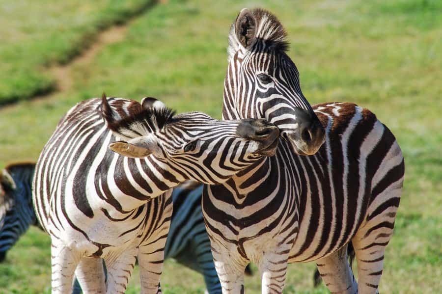 Addo Safari Full Day Tour - Lunch break inside the park: the braai spread and why it works