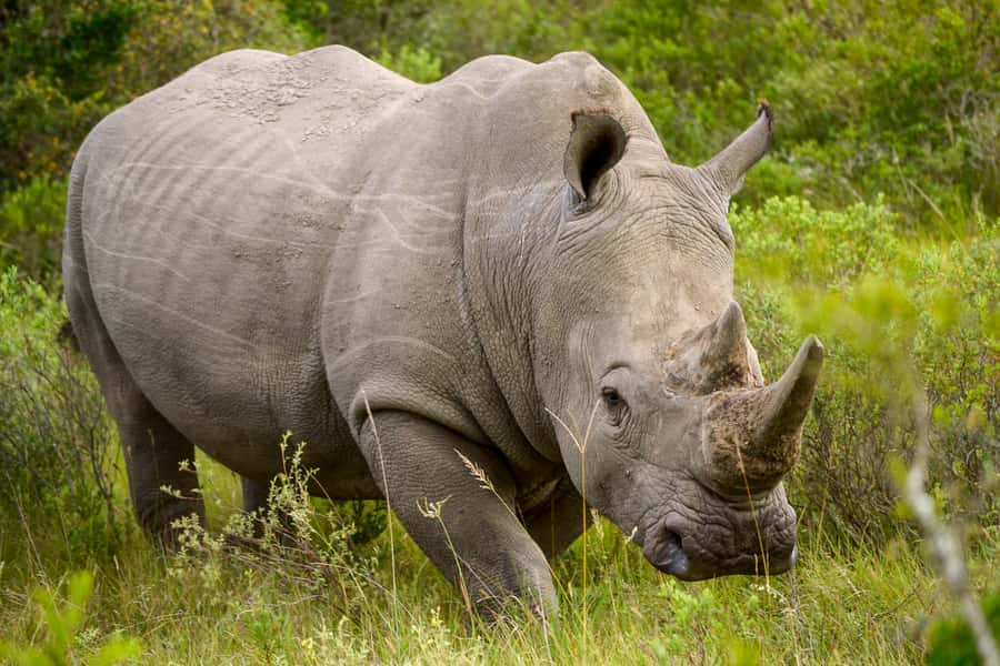 Addo Safari Full Day Tour - The 9-hour rhythm: when the best sightings usually happen