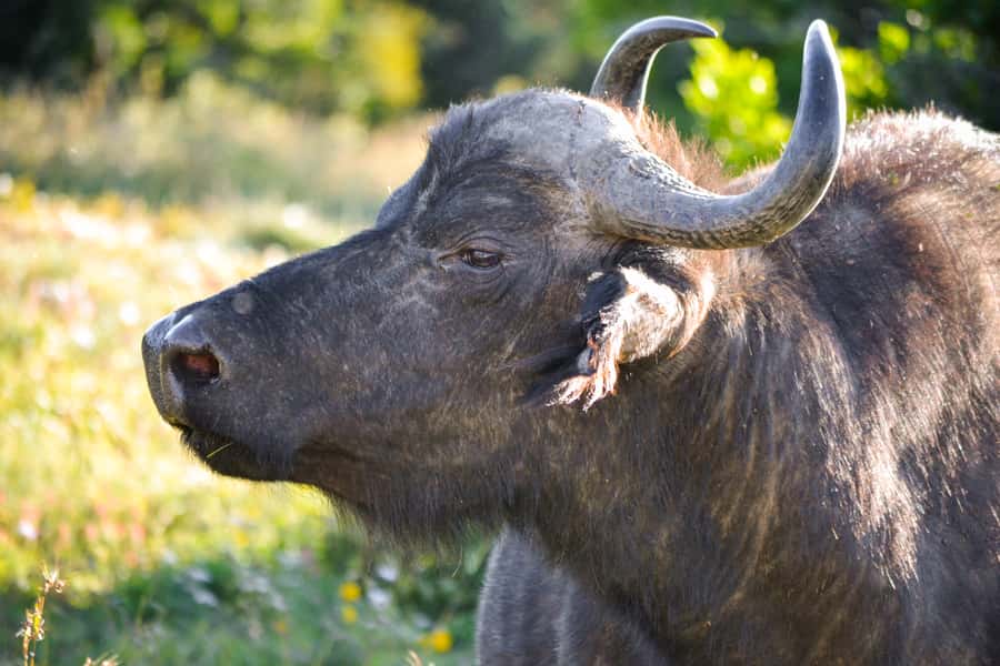 Addo Safari Full Day Tour - Price and value: what $236 really buys you