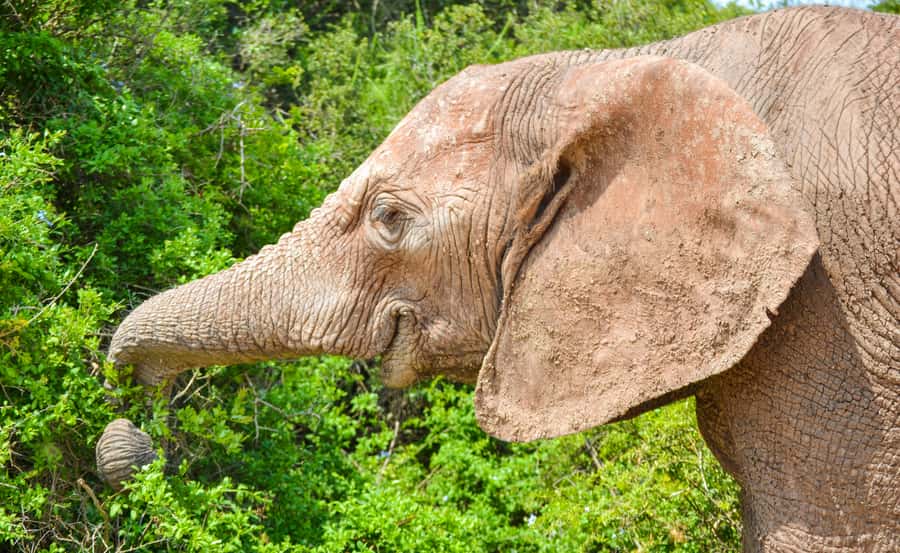 Addo Safari Full Day Tour - Colchester meeting point logistics, and what you need to plan for