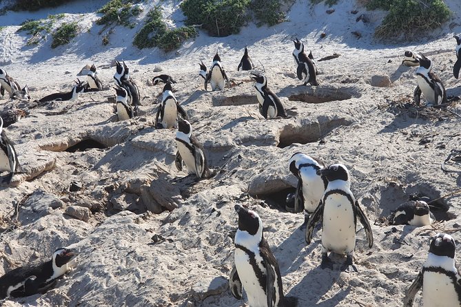 African Penguins (Boulders Beach) Half Day tour from Cape Town - Muizenberg Beach: The Surf Town Pause (Fast, but Fun)