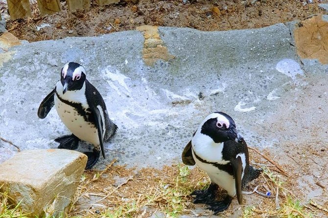 African Penguins (Boulders Beach) Half Day tour from Cape Town - Guides and Group Size: Where the Tour Actually Feels Personal