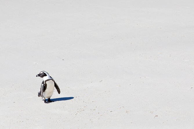 African Penguins (Boulders Beach) Half Day tour from Cape Town - Riding Chapman’s Peak Drive: A Scenic Road Trip Within the Tour