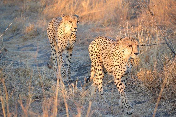 African Safari in Pilanesberg National Park - 1 day adventure - Johannesburg to Pilanesberg: a 14-hour day with real payoff