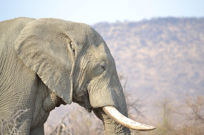 African Safari in Pilanesberg National Park - 1 day adventure - Why Pilanesberg’s ancient geology helps you spot wildlife