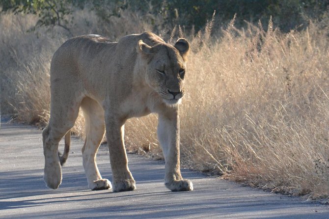 African Safari in Pilanesberg National Park - 1 day adventure - How the guide commentary turns spotting into understanding