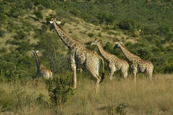 African Safari in Pilanesberg National Park - 1 day adventure - The schedule: what happens before and after the game drive