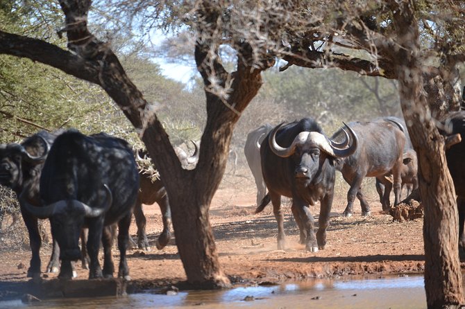 African Safari in Pilanesberg National Park - 1 day adventure - Who this safari suits best