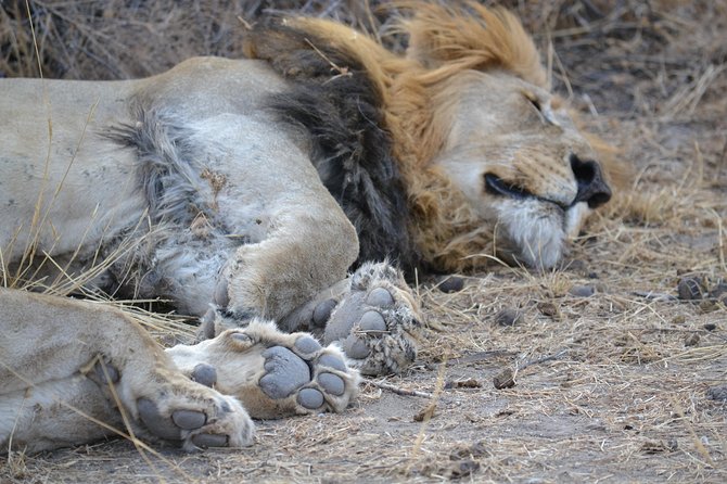 African Safari in Pilanesberg National Park - 1 day adventure - The heart of the day: the open-top safari drive and Big Five odds