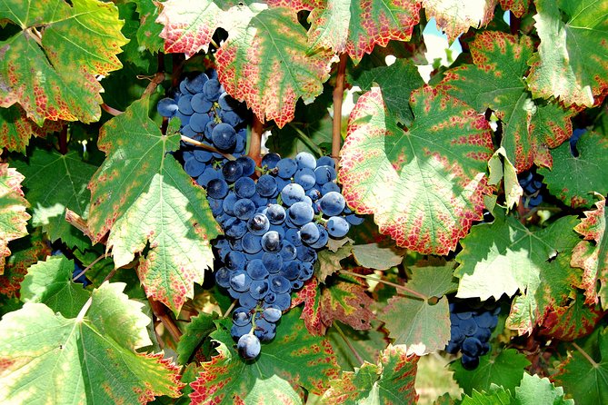 African Story Wine Tours in the Cape Winelands - The guide experience: Donovan, Bruce, Willem, Theunis and the rest