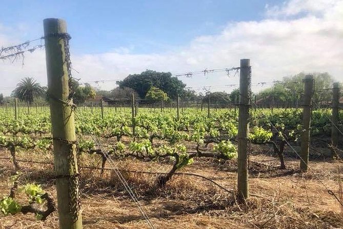 African Story Wine Tours in the Cape Winelands - The tasting menu: more than red wine on repeat