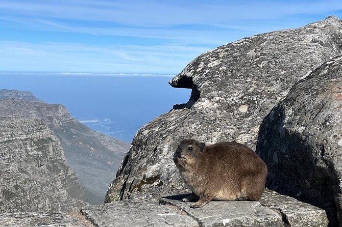 African Wonder of Nature Table Mountain Hike. - Spotting Wildlife in Table Mountain National Park