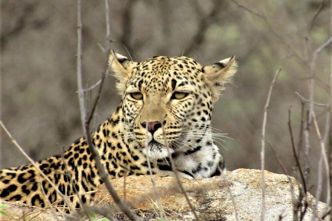 Afternoon Kruger National Park Safari - Key things I’d pay attention to before you go