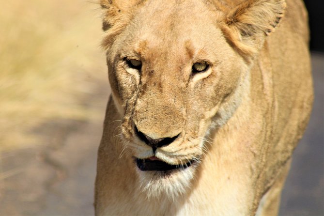 Afternoon Kruger National Park Safari - Why an afternoon Kruger safari is great value for limited time