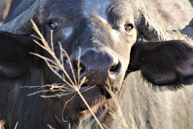 Afternoon Kruger National Park Safari - Stop 1 at GAP Tours & Transfers: your field guide briefing