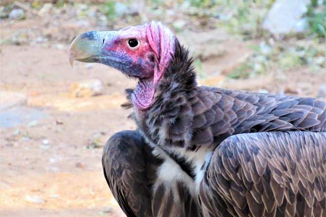 Afternoon Kruger National Park Safari - Wildlife odds: how to get the most out of a half-day drive