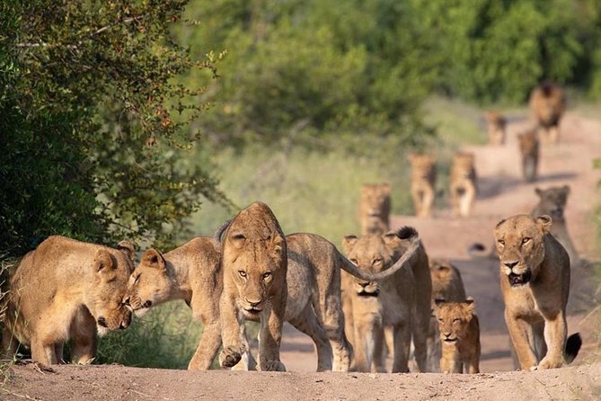 All Inclusive 2 Day Kruger Safari from Johannesburg - Big Five expectations, and how guides raise your odds