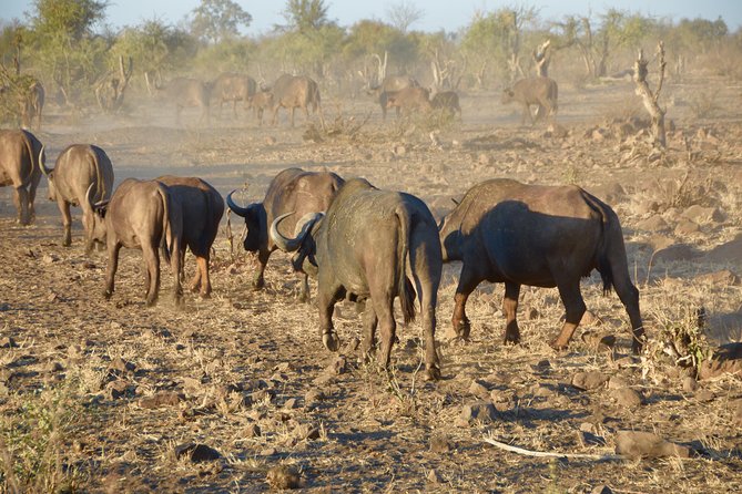 All Inclusive 2 Day Kruger Safari from Johannesburg - Price and value: what $805.19 buys you