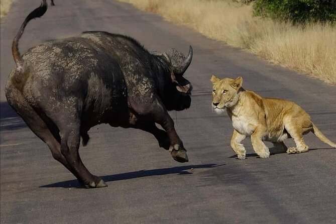 All Inclusive 2 Day Kruger Safari from Nelspruit - Day 2 sunrise safari: why early hours change what you see