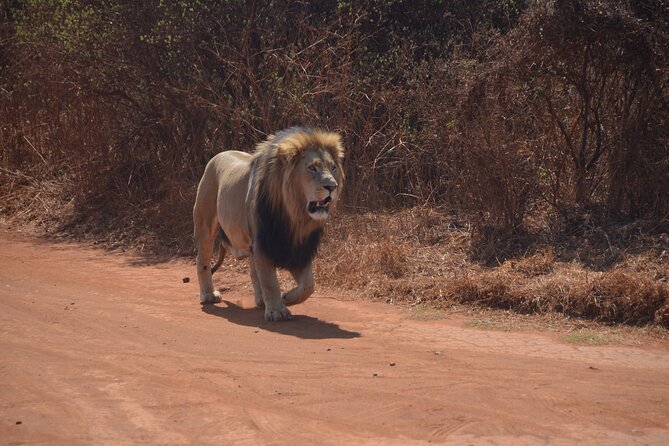 All Inclusive 2 Day Kruger Safari from Nelspruit - Who this safari suits best, and who should adjust expectations